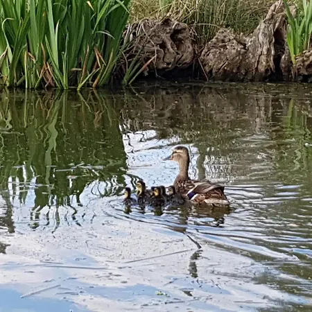 Raidillon - 5 بيت للعطل